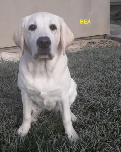 bea.jpg